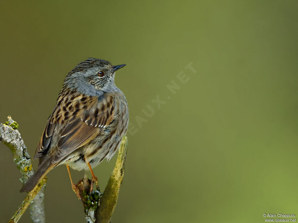 Dunnockadult, identification, close-up portrait, fishing/hunting