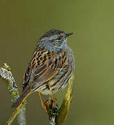 Dunnock