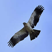 Booted Eagle