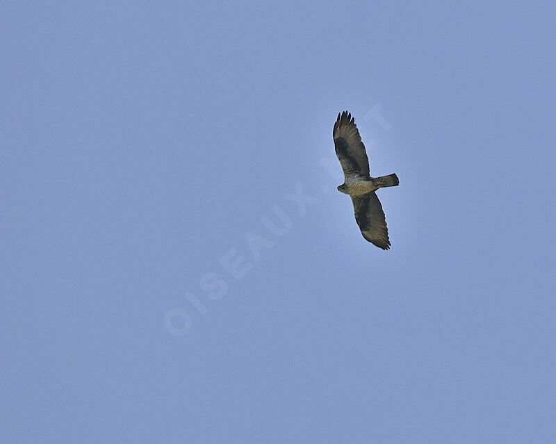 Aigle de Bonelliadulte, Vol