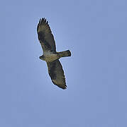 Bonelli's Eagle