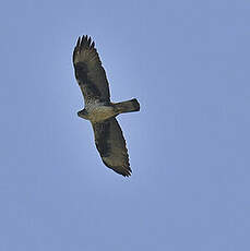 Aigle de Bonelli