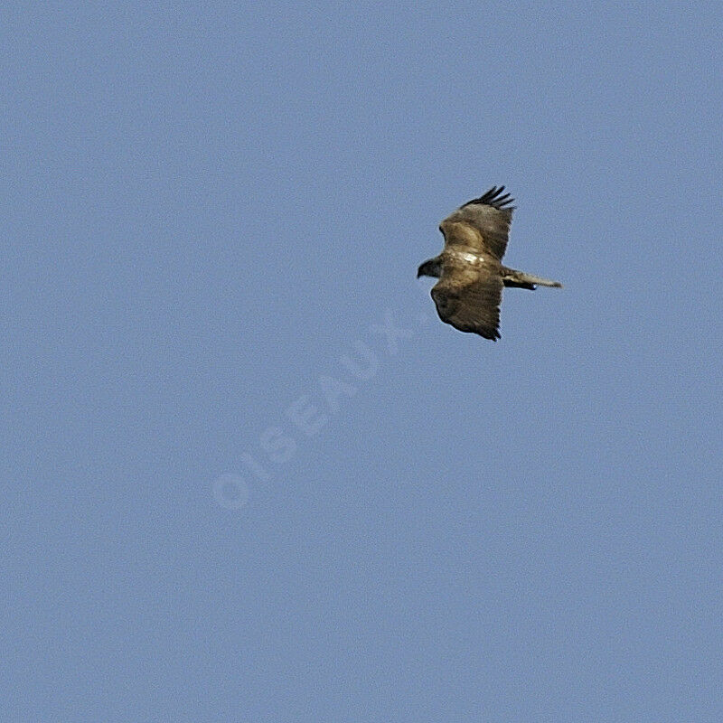 Aigle de Bonelliadulte, Vol