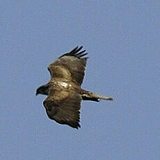 Aigle de Bonelli