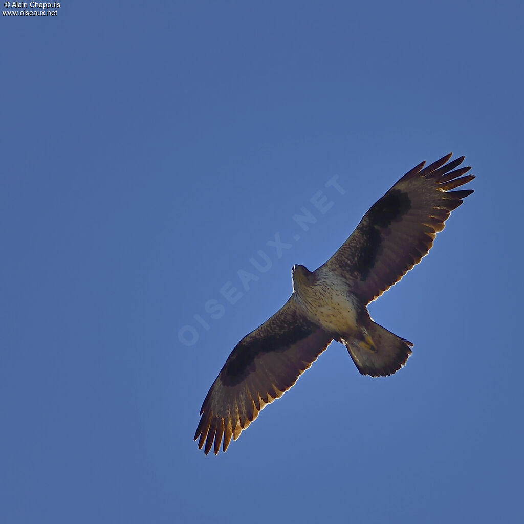 Aigle de Bonelliadulte, Vol