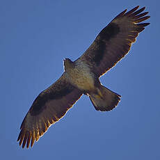 Aigle de Bonelli