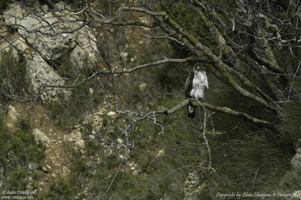 Aigle de Bonelli, identification, portrait