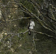 Aigle de Bonelli