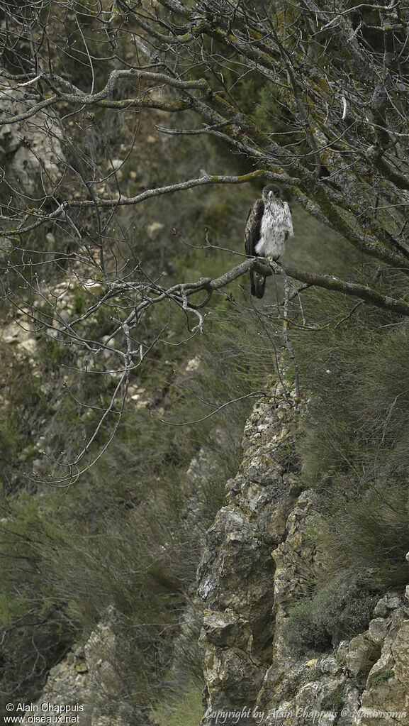 Bonelli's Eagleadult, identification, close-up portrait, habitat