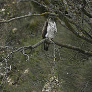 Bonelli's Eagle