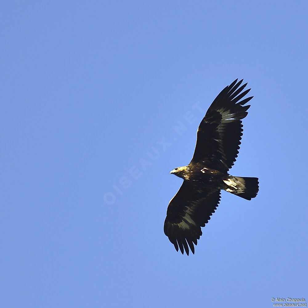 Aigle royalimmature, identification, Vol, Comportement