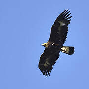 Golden Eagle