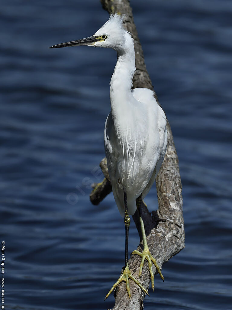 Little Egretadult, identification, close-up portrait