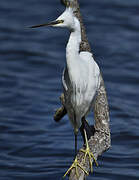 Little Egret