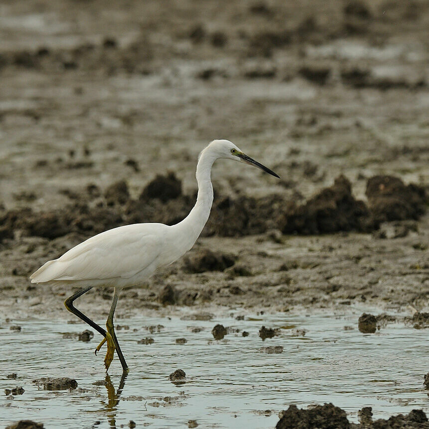 Aigrette garzetteadulte, identification, Comportement