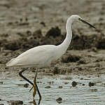 Aigrette garzette