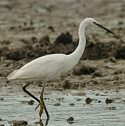 Little Egret