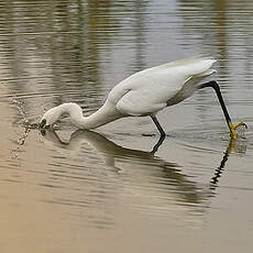 Aigrette garzette