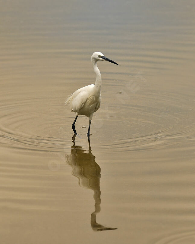 Aigrette garzette, identification, Comportement