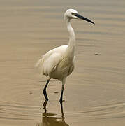 Aigrette garzette