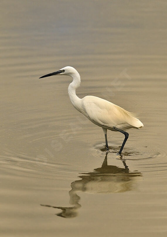 Aigrette garzetteadulte nuptial, identification, Comportement