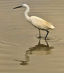 Aigrette garzette