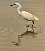 Little Egret