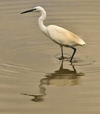 Aigrette garzette