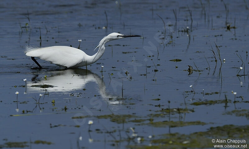 Aigrette garzetteadulte, identification, Comportement