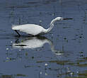 Aigrette garzette