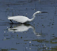 Little Egret