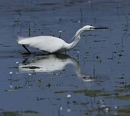 Aigrette garzette