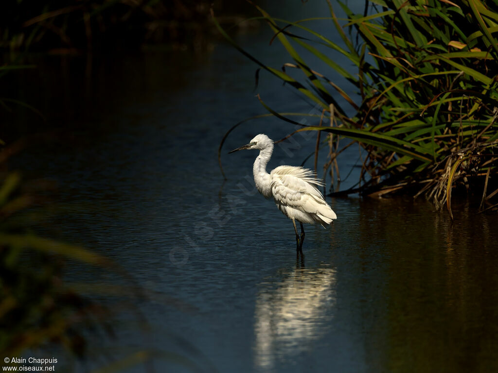 Little Egret, identification, Behaviour