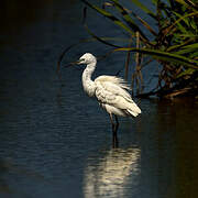 Little Egret