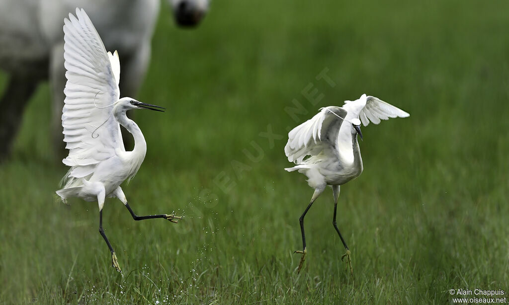 Aigrette garzetteadulte, identification, Comportement