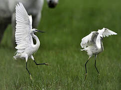 Little Egret