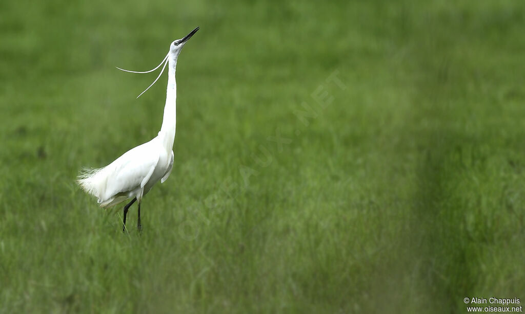 Aigrette garzetteadulte, identification, Comportement