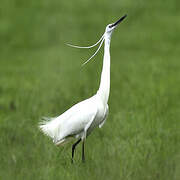 Little Egret