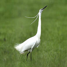 Aigrette garzette