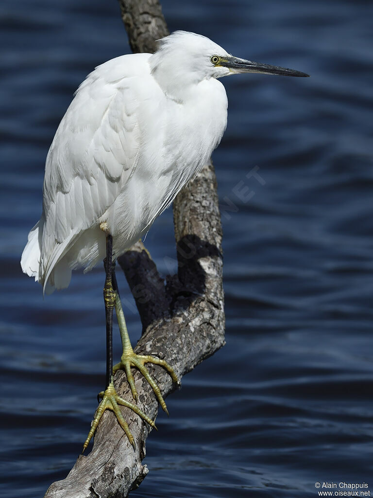 Aigrette garzetteadulte, identification, portrait