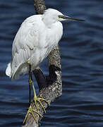 Little Egret