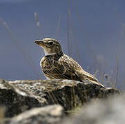 Calandra Lark