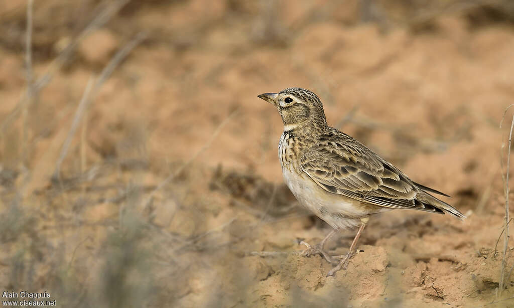 Calandra Larkadult, identification