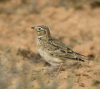 Calandra Lark