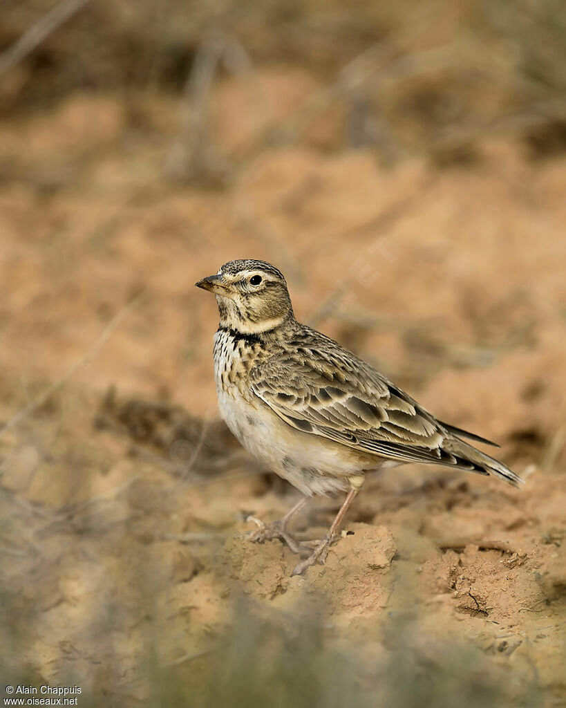 Alouette calandreadulte, identification, Comportement