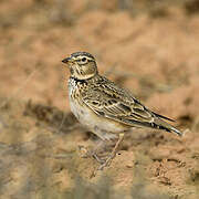 Calandra Lark