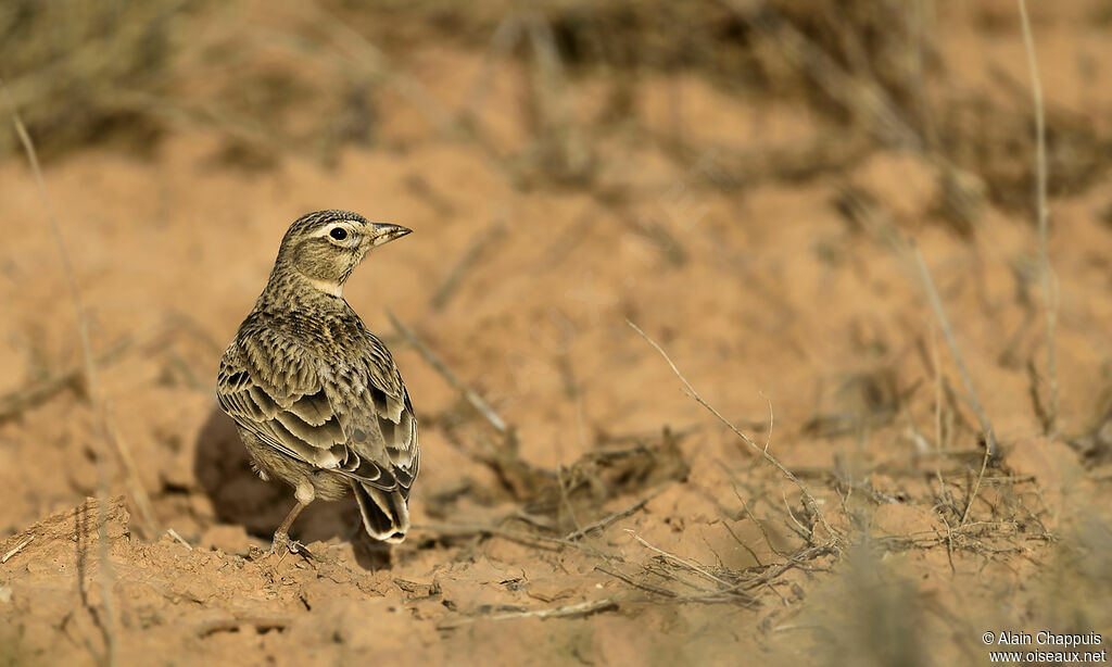 Calandra Larkadult, identification, Behaviour