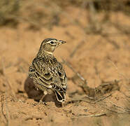 Calandra Lark