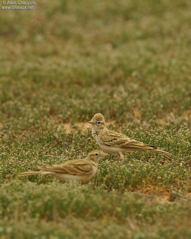 Greater Short-toed Lark adult breeding, identification, Behaviour