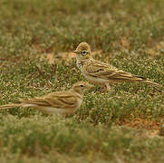 Greater Short-toed Lark